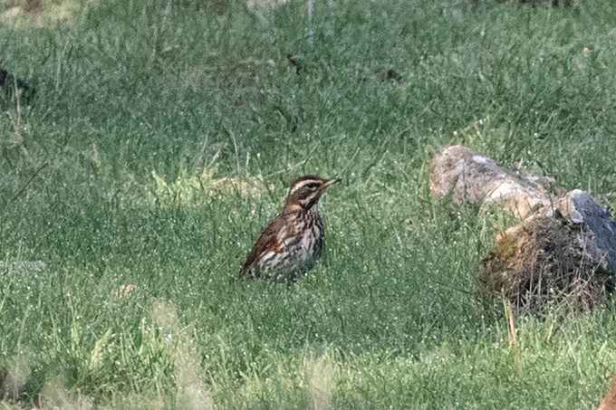Redwing